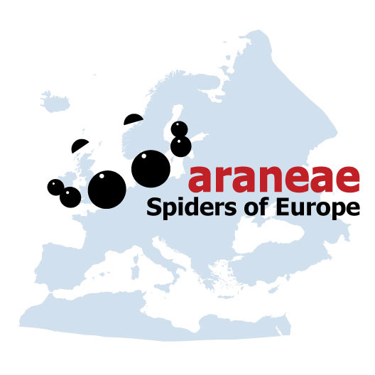 Online Spider Identification Websites Asian Society Of Arachnology