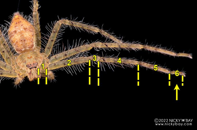 tarsus-asian-society-of-arachnology