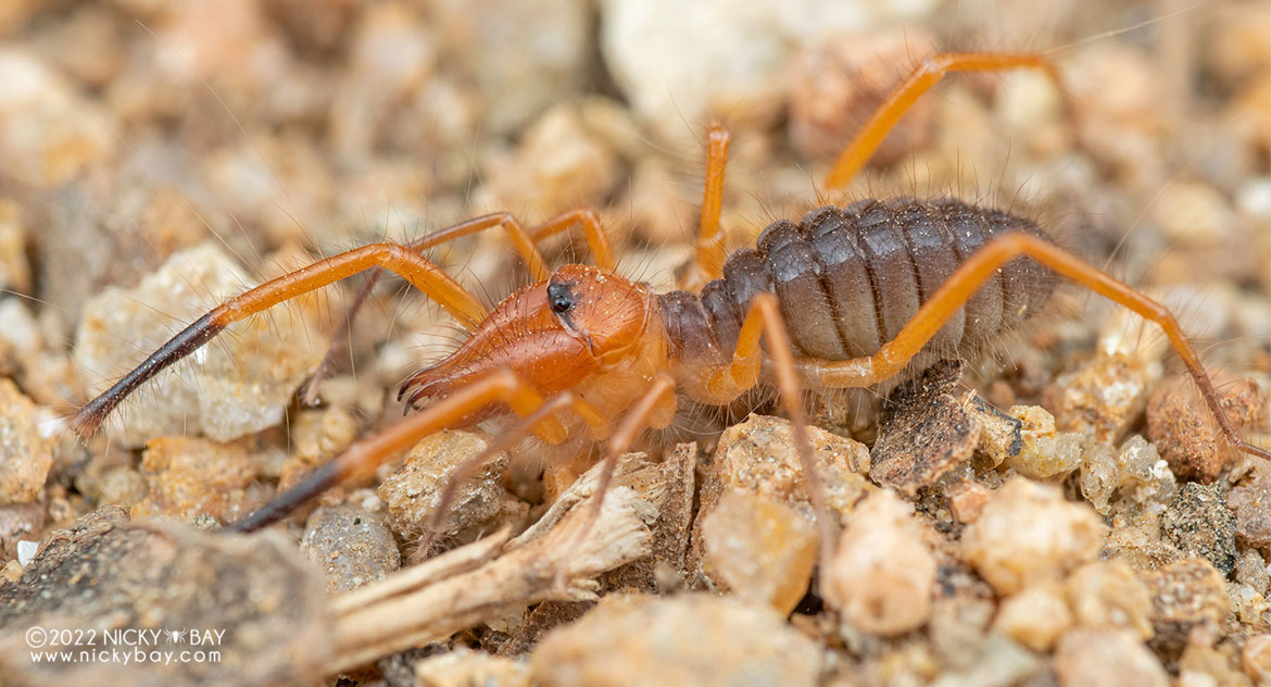 Solifugae Phylogeny: Invitation To Collaborate - Asian Society Of 