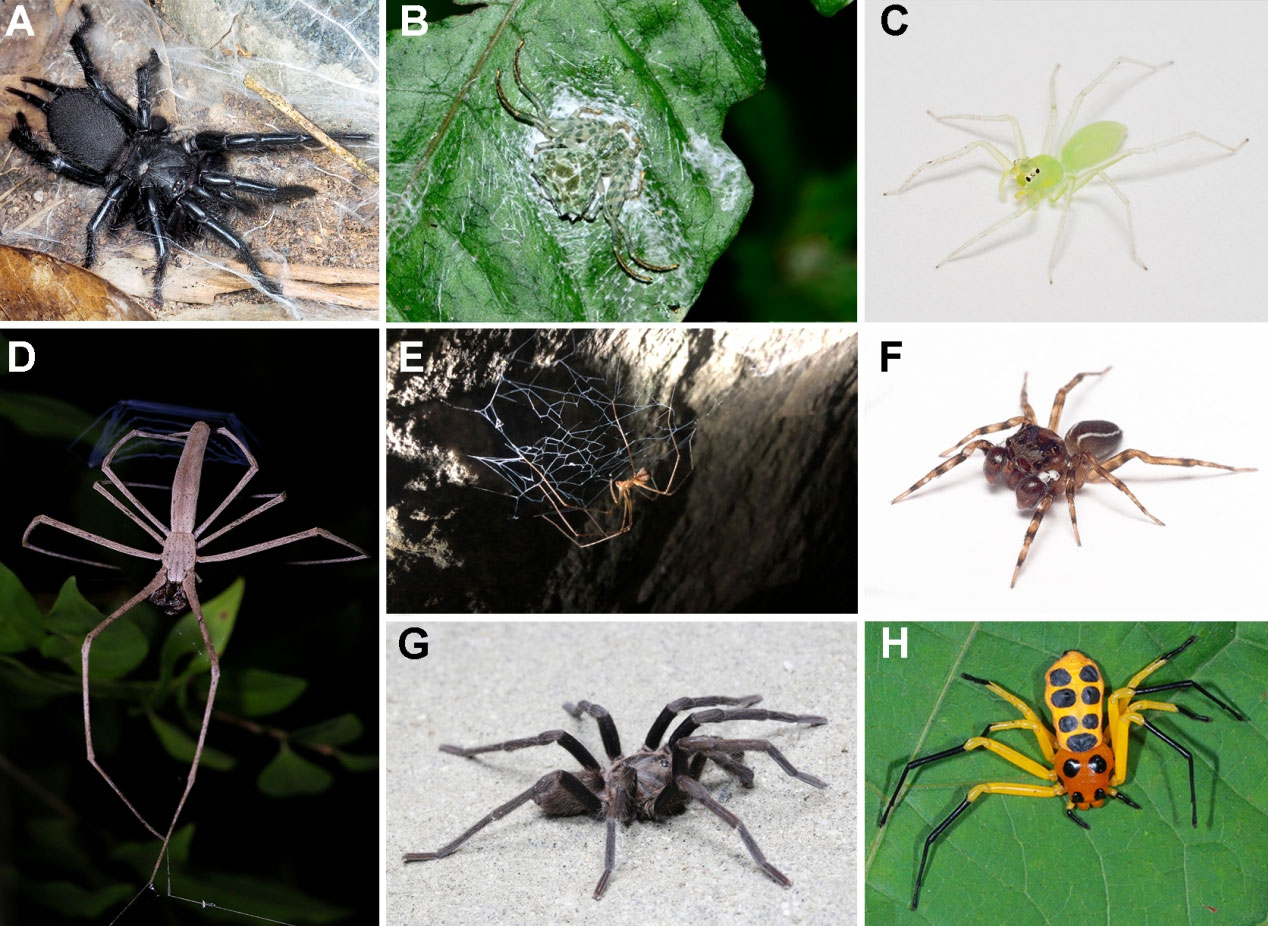 One new genus and four new species of Liocranidae Simon, 1897 from ...