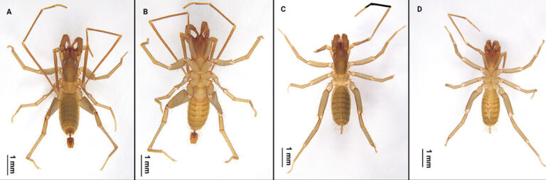 Two new species of Bamazomus Harvey, 1992 from southern China ...