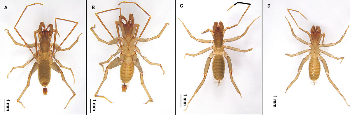 Two new species of Bamazomus Harvey, 1992 from southern China ...