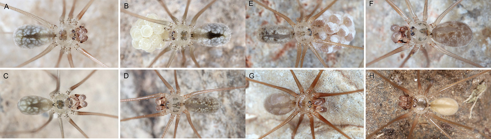 Old World Micropholcus spiders, with first records of acrocerid ...